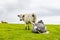 A view of cows grazing on the slopes on Ingleborough, Yorkshire, UK