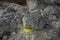 view of crater on active mountain with sulfur gas come out from stone. Beautiful landscape of mount Papandayan. Papandayan