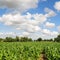 View of Crops Growing on Farmland