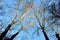 View into the crown of an old tree in autumn and winter when the trees do not have leaves. you can see their bark of branches and