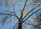 View into the crown of an old tree in autumn and winter when the trees do not have leaves. you can see their bark of branches and