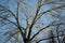 View into the crown of an old tree in autumn winter when the trees do not have leaves. you can see their bark of branches and