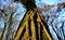 View into the crown of an old tree in autumn winter when the trees do not have leaves. you can see their bark of branches and