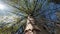 View of the crown of a tree with young leaves against the sky from below.