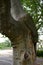 View of the crown and trunk of an old tree, repair of cavity against leakage and rot of the arborist. Broken skeletal branches mak