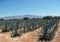 View of cultivated field with blue agave for tequila production in Jalisco Mexico