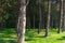 View of a cultivated pine tree forest