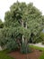 View of Cupressus cashmeriana, Botanical Gardens of Isola Madre, Lake Maggiore, Italy.