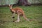 View of curious brown kangaroo staying on his back legs at Lone Koala Sanctuary