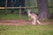 View of curious kangaroo staying on his back legs at Lone Koala Sanctuary