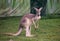 View of curious kangaroo staying on his back legs at Lone Koala Sanctuary