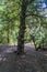 A view of a curiously shaped tree trunk in Grace Dieu Wood in Leicestershire, UK