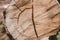 view of cut down tree trunks in the forest service. Concentric circles show how old the tree is