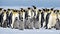 A view of a cute Emperor Penguin couple with a small offspring