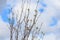 A view of a cute House sparrow staring to the camera on a trees with buds under a blue sky and some white clouds