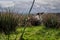 View of a cute hunting dog jumping over grass in a field