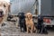 View of cute hunting dogs relaxing in a garden after hunting