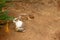 View of cute little rabbit in a muddy patch of a lawn