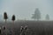 View at a cyclist in a foggy background behind a wide field at a mystical misty morning in autumn.