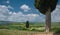 View on cypresses in wide landscape under a blue sky