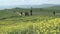 View on cypresses in wide Tuscan landscape