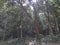 View of Dandeli forest, road passing through the trees of Dandeli forest, Karnataka, India