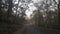 View of Dandeli forest, road passing through the trees of Dandeli forest, Karnataka, India