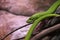 View of a dangerous green mamba snake on a trunk