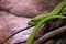 View of a dangerous green mamba snake on a trunk