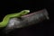 View of a dangerous green mamba snake on a trunk