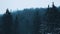 A view on dark evening forest with tall spruces covered with snow.