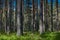 View of the dark forest in summer. Russian forest. nature of Russia. Russia, Kaluga region