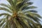 View of date palm on tree from below.. Green palm trees on coast line. Amazing  sky white clouds and endless skyline.