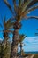 View of date palms on the beach on the Mediterranean coast. Rest at the sea. Djerba Island, Tunisia