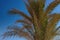 View of date palms on the beach on the Mediterranean coast. Rest at the sea. Djerba Island, Tunisia