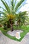 View of date palms close-up on a green lawn.