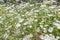 View of Daucus carota plants in close-up.