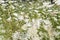 View of Daucus carota plants in close-up.