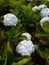 View Deck Claveria - Hydrangea Flower Field