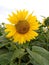 View Deck Claveria - Sunflower Field