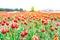 View of deep red and yellow tulip field, on a flower farm. Foreground focus with blurry distance showing a field of