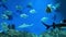 View of a deep-sea aquarium with a lot of floating fish, snakes, sharks and moray eels. Underwater sea world background