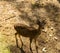 View of deer at Zoo