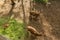 View of deer at Zoo