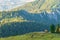 View of deers on a green field with mountain trees background