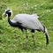 A view of a Demoiselle Crane