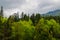 View of the dense, moist, dark forests in Romania on a gloomy, not sunny day. Strange forest with terrible and scary stories,