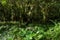 A view of dense rainforest vegetation with ocational sunbeams