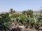 View of a desert filled with succulents, plants, palm trees and more during daylight