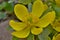 View of detail flower Eranthis, South Bohemia